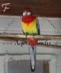 Platycercus eximius - ROSELLASITTICH / PRACHTROSELLA Zuchtpaar 100 00 EUR