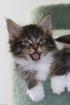 3 Maine Coon Kater suchen SIE ab Ende Nov. 10