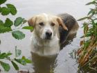 Großes treudoofes Trennungs-Hundekind 5J sucht liebevolles neues Zuhause