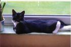 5 Jahre alter verschmuster Kater abzugeben