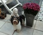 Yorkshire Terrier Rüde