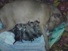 Gesunde pitbull welpen zu verkaufen