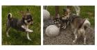 Selten Husky gestrome reinrassige Chihuahuawelpe m. Papieren Ahn