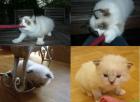 Ragdoll Kitten Inca Joshuar Josephine.