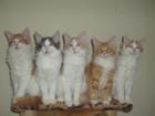 Babys Babys Babys.