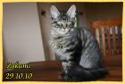 Maine Coon Kobolde m. Papieren suchen genau Dich