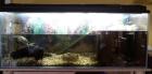 2 Mississippi Höckerschildkröten Aquarium
