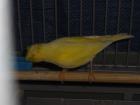 Kanarienvögel