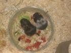 Hamsterrasselbande sucht neuen Wirkungskreis