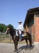 Top Allrounder Ready To Show 6-jähriger Paint Horse Hengst