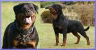 Rottweilerwelpen aus Spitzenverpaarung