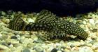 Ancistrus dolichopterus Antennenwels 5-10 cm