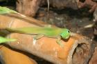 Biete Goldstaubgeckos Phelsuma laticauda