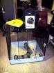 Furet XL mit viel Zubehör für Ratten Frettchen etc.