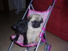 Mops Welpen mit FCI 100 beige Schwarz