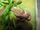 Junge Eierschlangen 03/2010 Dasypeltis Scabra abzugeben