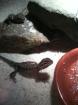 Wunderschöne Bartagame Babys