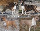 Amstaff Welpen - Weibchen