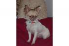 Die kleinen Chihuahua Biester Fee Sky Marlo