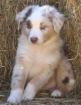 Australian Shepherds Welpen