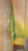 Nachzucht Phelsuma mad. Grandis gr. Taggecko