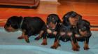 Deutsche Pinscher Welpen