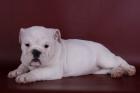 Old English Bulldog Welpen