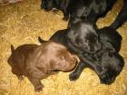 6 Labradorwelpen ab 23/24 Dezember 2022 abzugeben