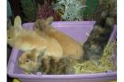 8 süße handzahme Kaninchenbabys suchen ein Zuhause