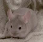 Chinchilla Jungtiere zur Abgabe