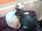 2 kastrierte Peterbald Kater Siam abzugeben