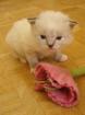 Ragdollkitten Joshuar Josephine.