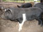 Wollschwein-Sattelschwein-Mixeber