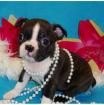 Wunderschöne Boston Terrier Welpen