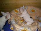Französische Bulldogge Welpen aus erfahrener Zucht