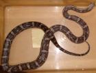 Kornnatter Black Albino 1. 0