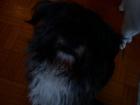 CHARLY-Yogsherterriermix