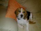 Süßer BEAGLE 4 Monate Rüde