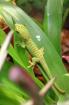 Phelsuma grandis hoher Rotanteil 0 0 6