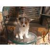 Wunderschöne kerngesunde Australian Shepherd Welpen