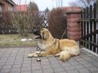 Leonberger 2022
