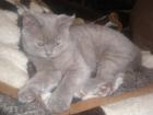 4 mon. junge katze zu verkaufen