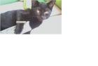 Kastrierter Kater Zubehör kostenlos abzugeben