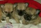 Drei kleine Chihuahua Mix Babys Welpen