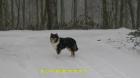 Junghund stubenrein Familienhund im Haus 18 Monate