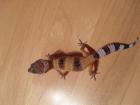 Leopardgeckos NZ 2022