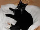 Schwarzer Kater namens Gustav seit 29. 11. 2022 vermisst