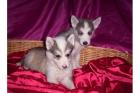 3 Süße Siberian Husky Welpen 8 Wochen