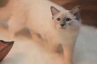 RAGDOLL TEENAGER