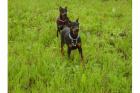 Schöne reinrassige Dobermannwelpen mit Papieren. suchen noch ein neues und lie